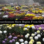 Chrysanthemum Show 2017