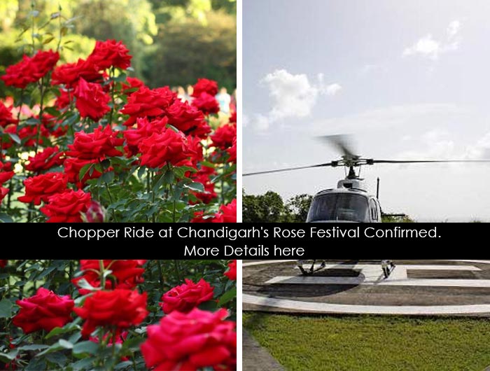 rose festival chandigarh