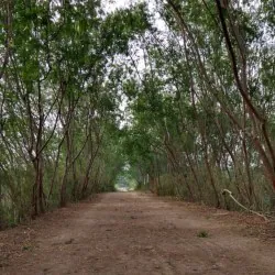 sukhna-wildlife-sanctuary-chandigarh-jaxe0jl38m-250