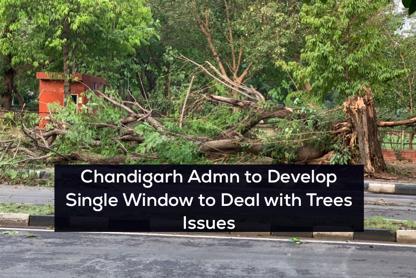 chandigarh trees